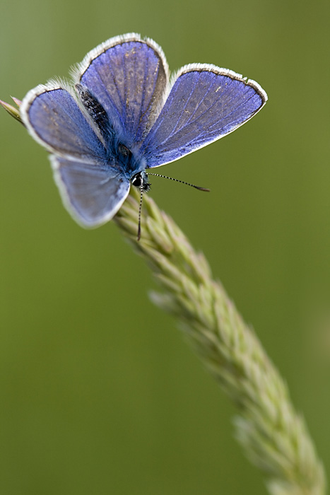 azuré du matin